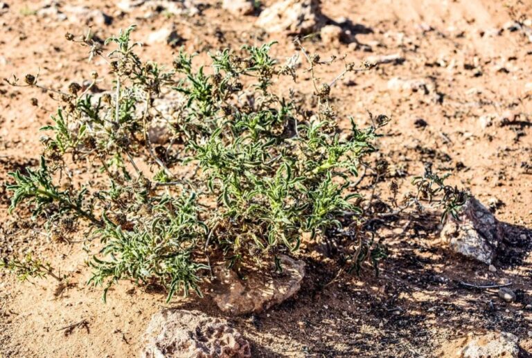 نبات-النقد.-كنز-عطري-مميز-ولمسة-جمالية-في-براري-الحدود-الشمالية