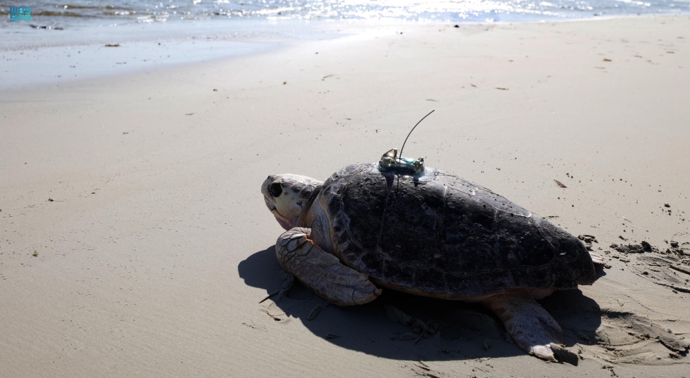 صور|-بعد-رحلة-تأهيل.-إطلاق-سلحفاتين-بحريتين-في-محمية-الجبيل
