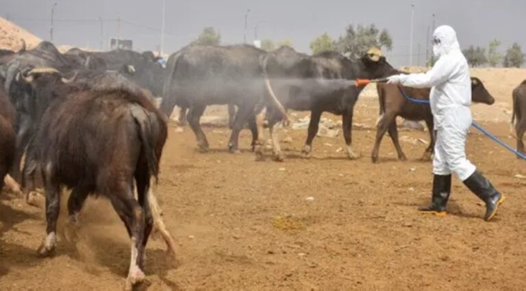 تسجيل-404-حالات-إصابة-بشرية-بالحمى-النزفية-في-موريتانيا-والسنغال