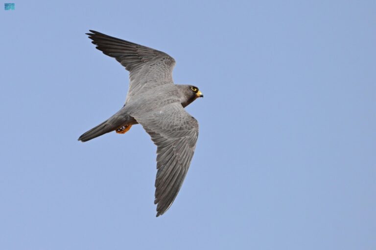 صور|-ازدهار-أعداد-الصقر-الأسحم-في-محمية-شرعان-الطبيعية