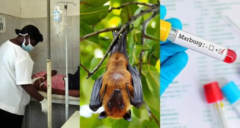 بعد-تحذير-الصحة-العالمية-منه.-معلومات-مهمة-عن-فيروس-ماربورغ