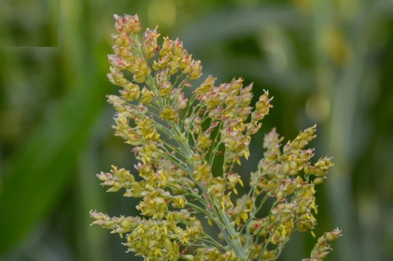 “الماربي”.-كنز-غذائي-واقتصادي-وبيئي-في-نجران