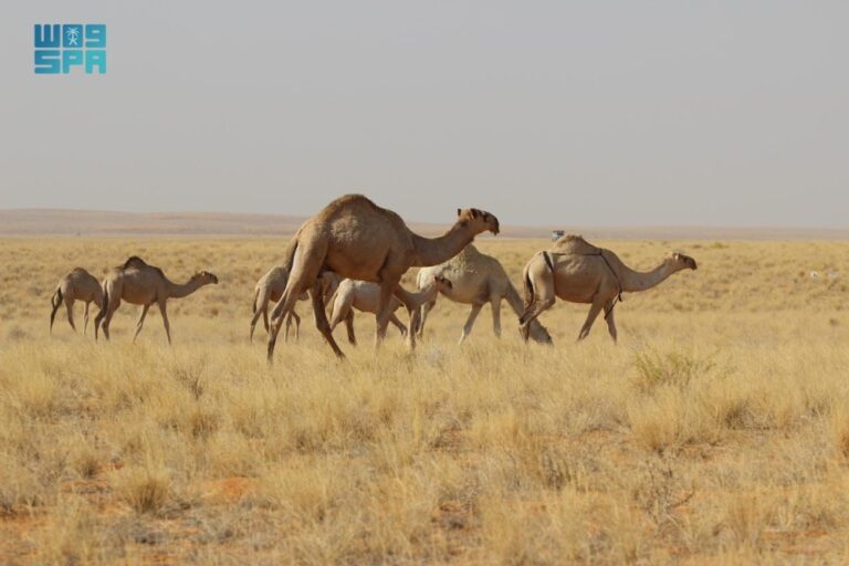 رفحاء.-“السافانا”-ترسم-لوحات-خلابة-في-مراعي-لينة-التاريخية