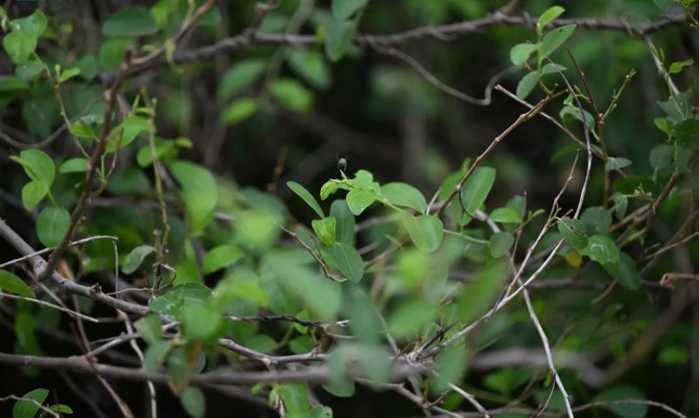 صور-|-السدر-في-جازان.-قيمة-ثقافية-وغذائية-تعزز-التوازن-البيئي