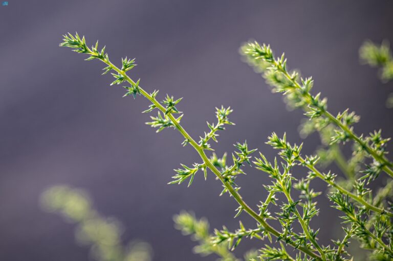 ظهور-“الشوك-الروسي”-في-منطقة-الحدود-الشمالية.-على-ماذا-يدل؟