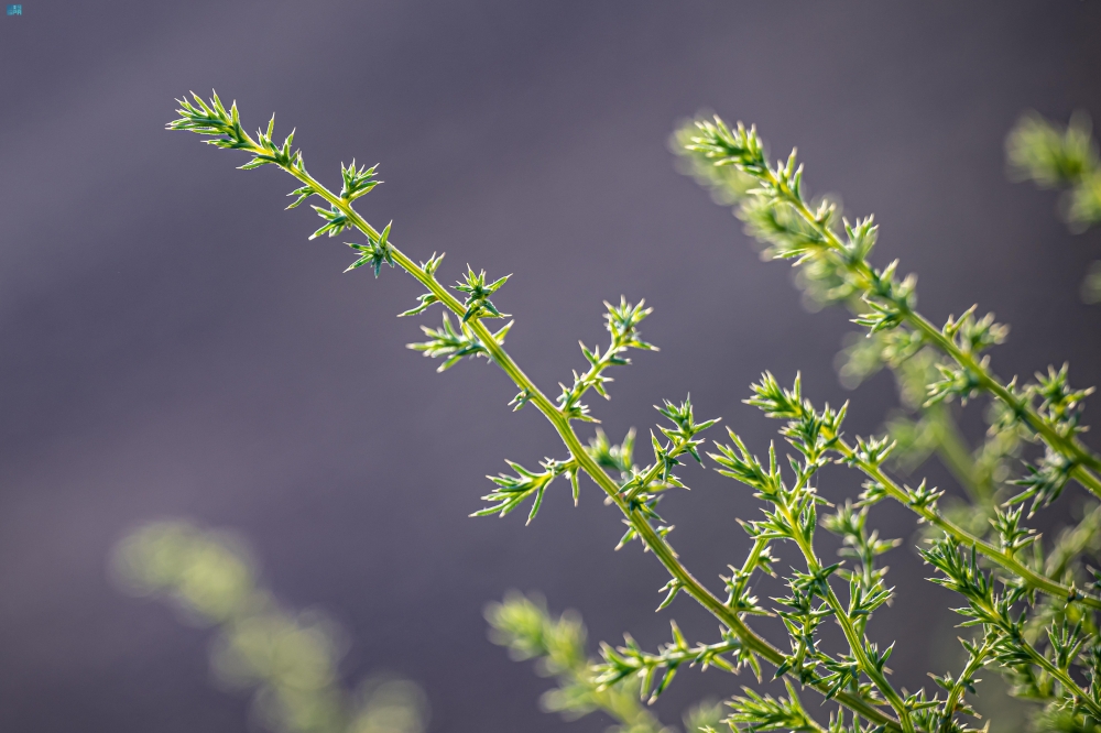 ظهور-“الشوك-الروسي”-في-منطقة-الحدود-الشمالية.-على-ماذا-يدل؟