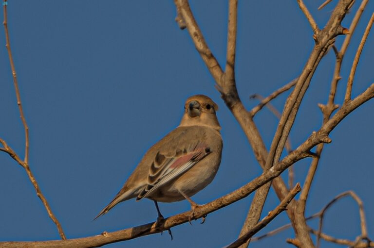 صور-|-أبرز-الطيور-المهاجرة.-رصد-“الحسون-الصحراوي”-في-السعودية