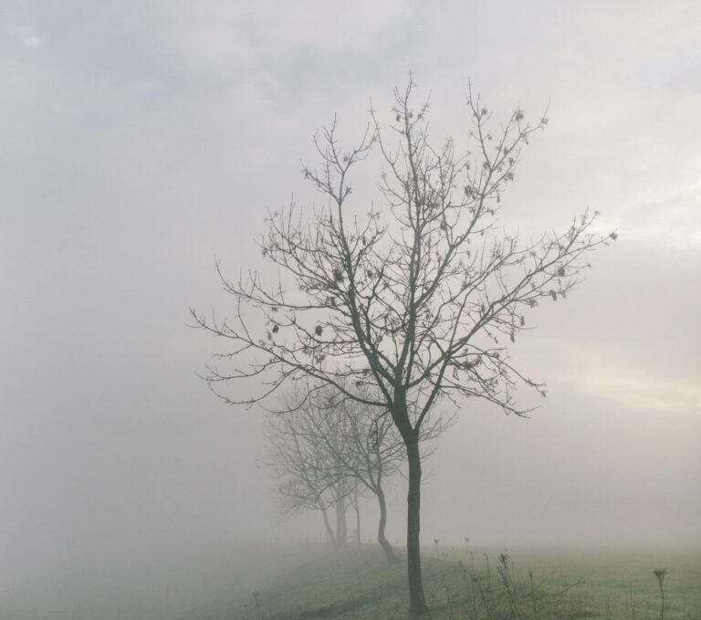 عاجل-|-طقس-الصباح-الباكر.-ضباب-متباين-الشدة-يصل-إلى-كثيف-على-11-منطقة