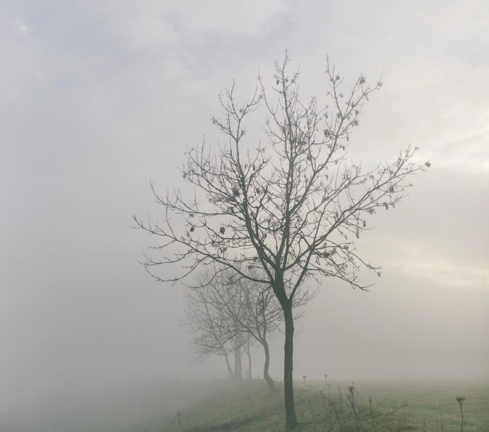 عاجل-|-طقس-الصباح-الباكر.-ضباب-متباين-الشدة-يصل-إلى-كثيف-على-11-منطقة