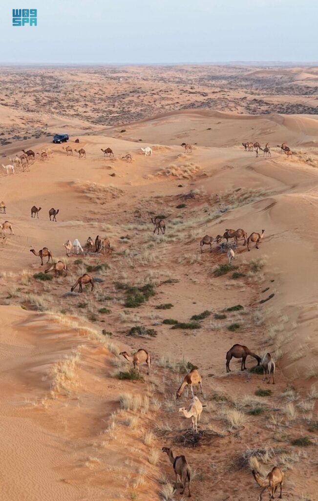 لعشّاق-الرحلات.-الأمطار-تحوّل-النفود-الكبير-إلى-لوحة-جذابة-برفحاء