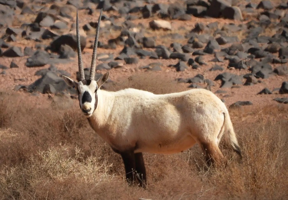 مئات-الأنواع-من-النباتات-والحيوانات-تعزز-التنوع-الأحيائي-في-محمية-الملك-سلمان