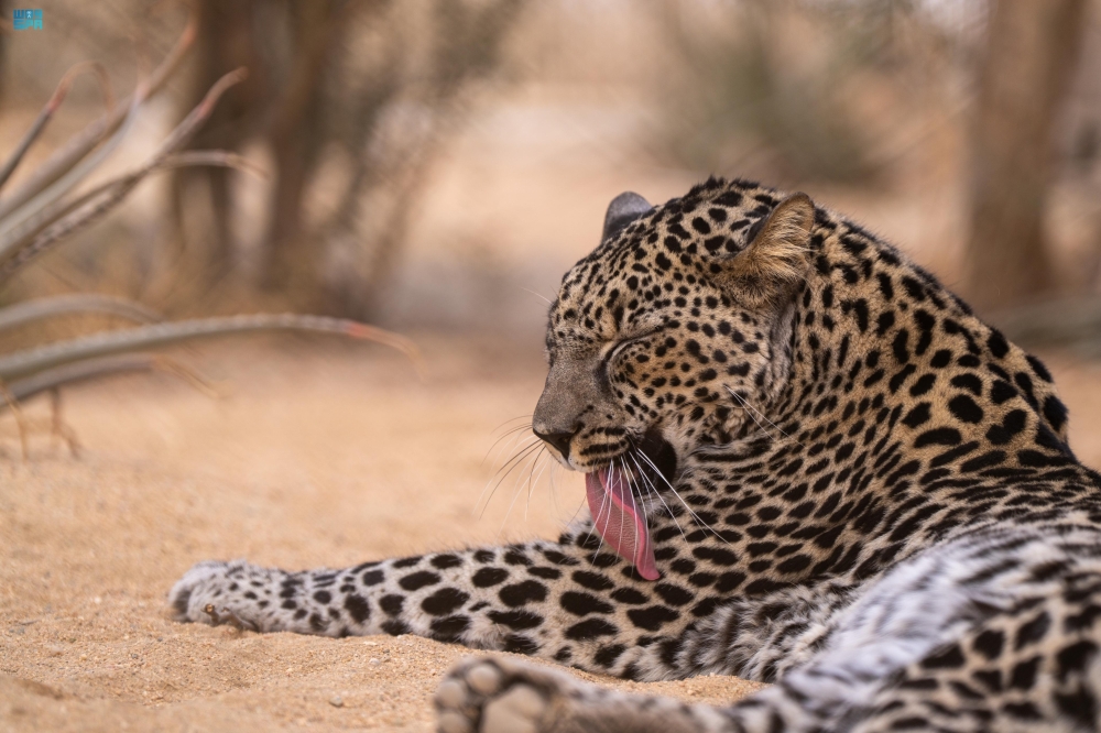 النمر-العربي-في-العلا.-علاقةٌ-وثّقتها-النقوش-وتحفظها-جهود-الحاضر