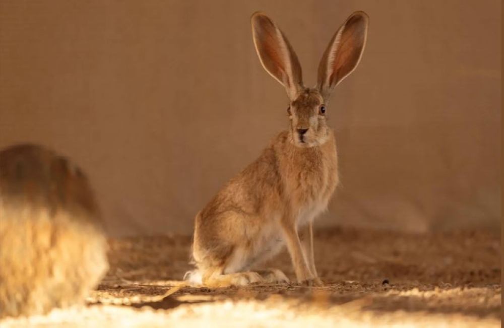 صور|-محمية-الأمير-محمد-بن-سلمان-الملكية-تعيد-توطين-الأرنب-العربي