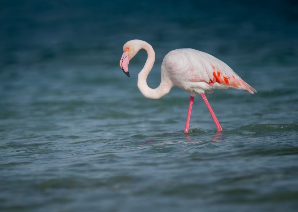 «بحيرة-الأصفر».-أكبر-تجمع-مائي-خليجي-يحتضن-الطيور-المهاجرة-للتكاثر