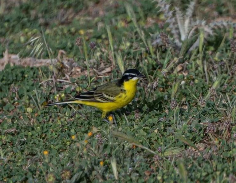 خلال-موسم-الهجرة.-رصد-طائر-الذعرة-الصفراء-في-الحدود-الشمالية