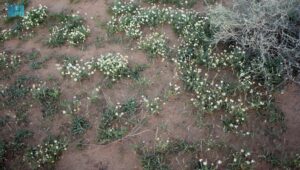 الربيع-في-القصيم.-زهرة-الأقحوان-تزين-المتنزهات-وتلفت-أنظار-الزوار