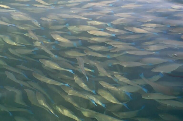 ظاهرة-سنوية.-ظهور-أسراب-أسماك-الحريد-قبالة-شواطئ-فرسان