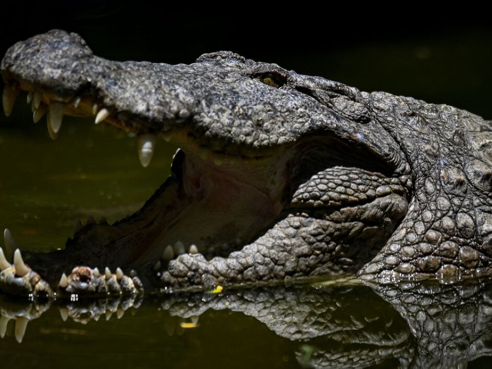 الهند-تدرس-مكافحة-الهجرة-بالأفاعي-والتماسيح