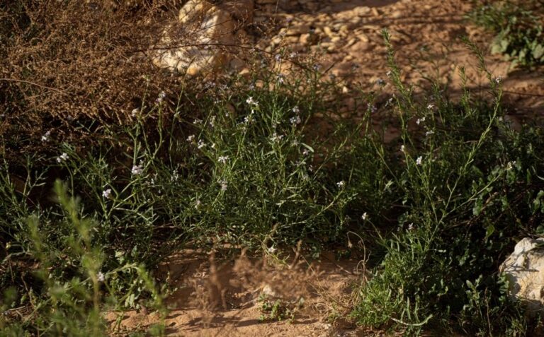 صور|-الغطاء-النباتي-في-الحدود-الشمالية-يجذب-المهتمين-بالرحلات-البرية