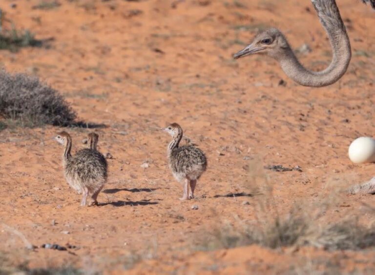 خلال-3-شهور.-90-ولادة-لعدد-من-الأنواع-الفطرية-في-“محمية-الإمام-تركي”