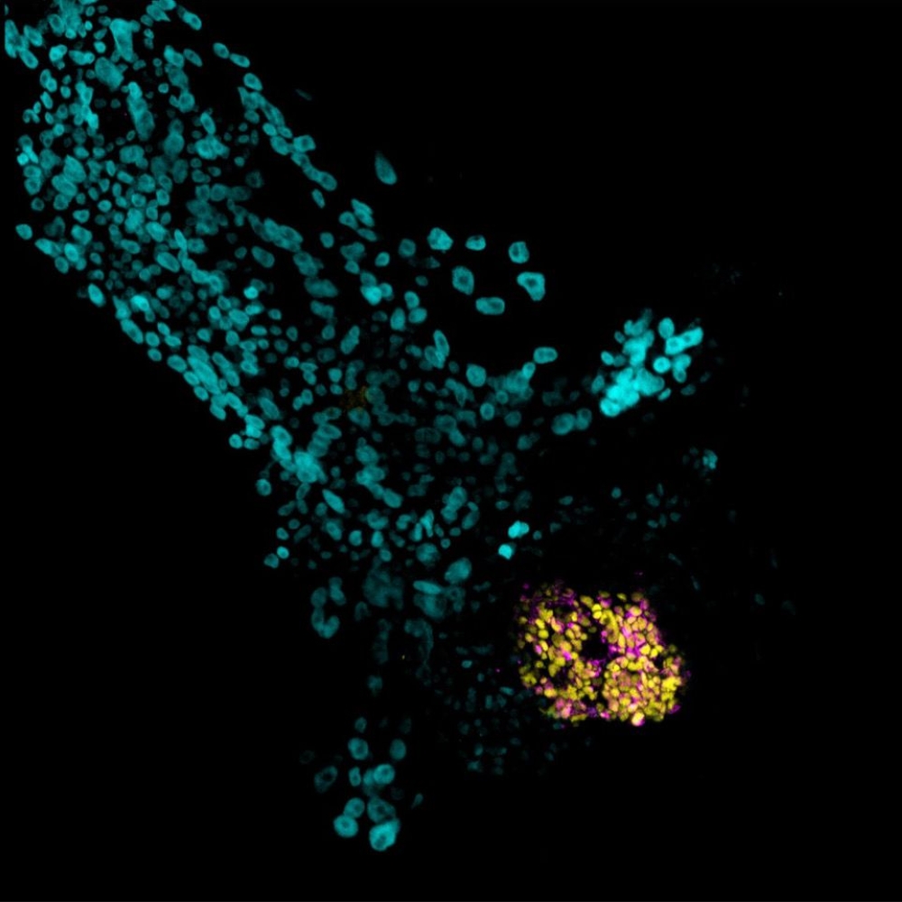 أبحاث-الخلايا-الجذعية-في-“كاوست”-تعزز-فهم-مراحل-النمو-المبكر-للإنسان