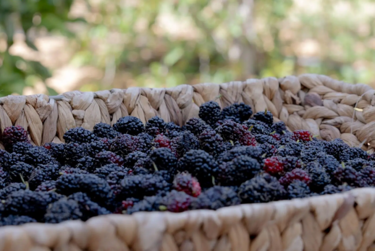 زراعة-التوت.-مبادرات-منزلية-تنمو-نحو-اقتصاد-أسري-مستدام