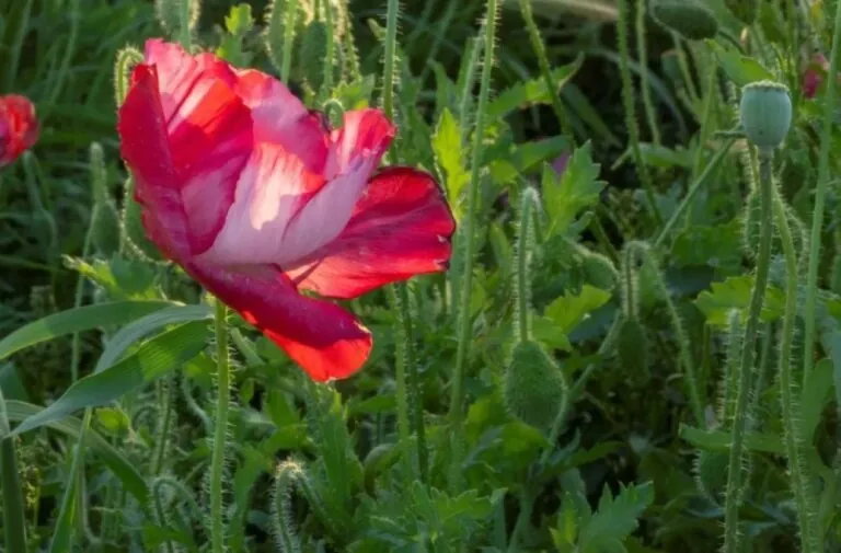 صور-|-الجوف-تتزين-بالأحمر.-“الديدحان”-ترسم-لوحات-ربيعية-ساحرة