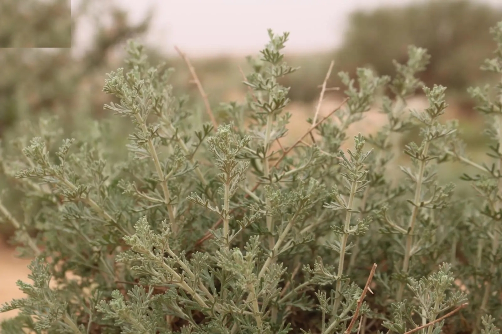 الشيح-أبرز-الكنوز-النباتية-الطبيعية-في-البيئة-الصحراوية-برفحاء