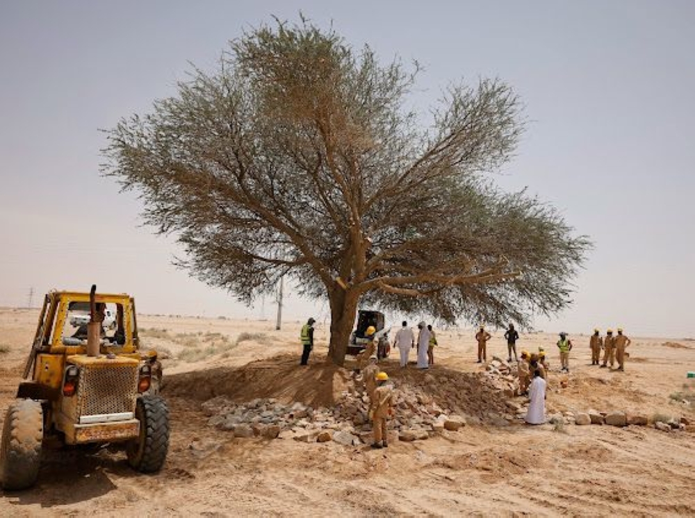 “الغطاء-النباتي”-يعيد-تأهيل-شجرة-طلح-معمّرة-في-الدوادمي