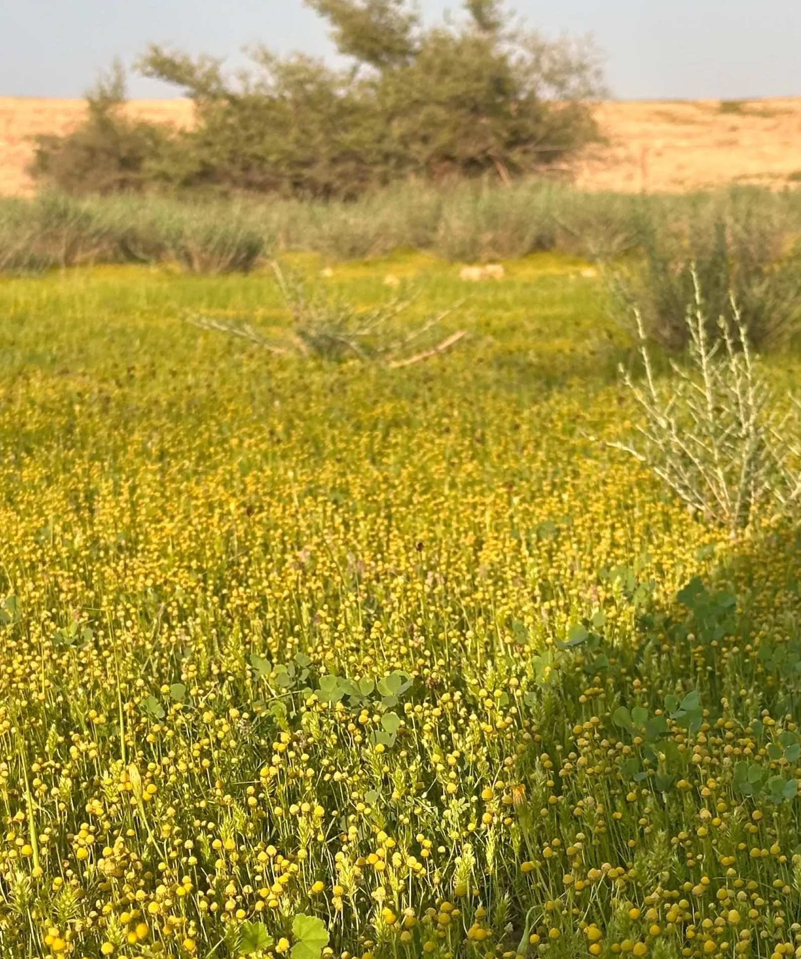 “ذهب-الربيع”-يتلألأ-في-فياض-حجرة-لينة.-ويعكس-ثراء-الغطاء-النباتي-في-مشهد-آسر