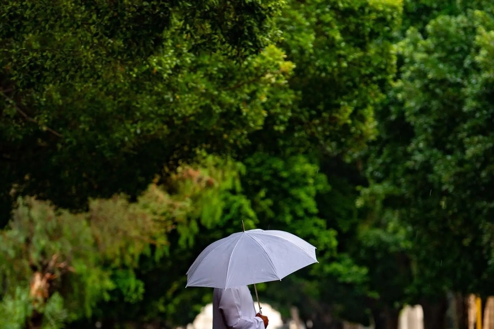 الأمطار-تعيد-النضارة-والحيوية-للغطاء-النباتي-في-الطائف