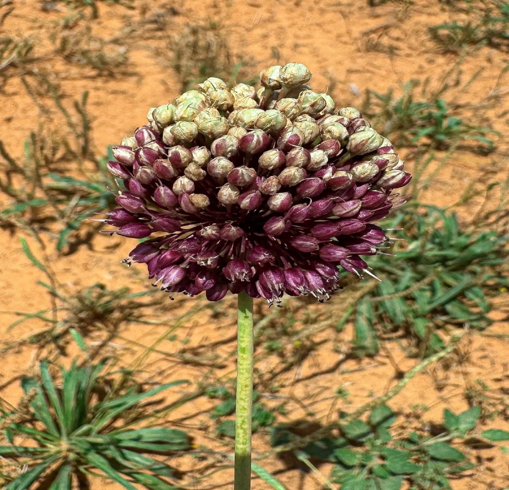 الكراث-البري-يعزز-تنوع-الغطاء-النباتي-الموسمي-في-القصيم
