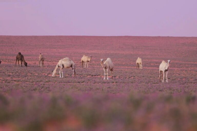براري-“نعيجان”.-بساط-نباتي-ربيعي-يحتضن-قطعان-الإبل-وصغارها