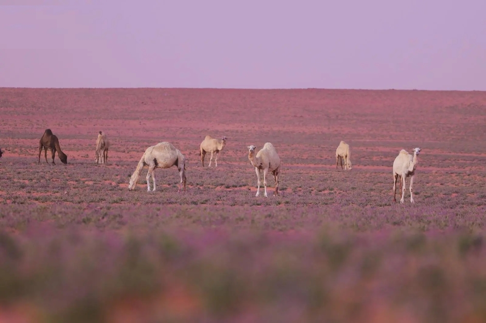 براري-“نعيجان”.-بساط-نباتي-ربيعي-يحتضن-قطعان-الإبل-وصغارها