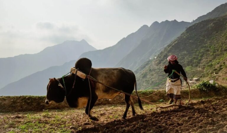 بالصور|-حراثة-الثيران-في-جبال-الحشر-بجيزان.-إرث-زراعي-يقاوم-الحداثة