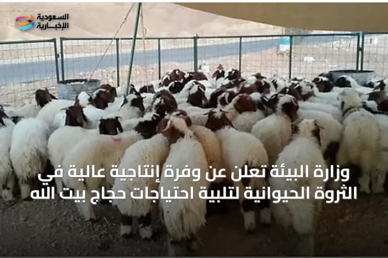 وزارة البيئة تُعلن عن وفرة إنتاجية عالية في الثروة الحيوانية لتلبية احتياجات حجاج بيت الله