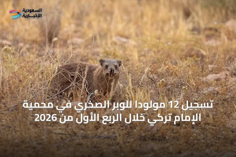 تسجيل 12 مولودًا للوبر الصخري في محمية الإمام تركي خلال الربع الأول من 2026