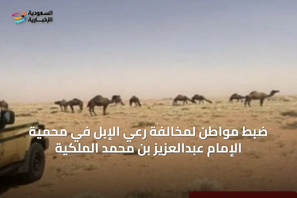 ضبط مواطن لمخالفة رعي الإبل في محمية الإمام عبدالعزيز بن محمد الملكية