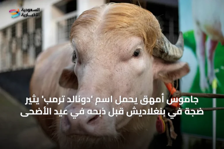 جاموس أمهق يحمل اسم 'دونالد ترمب' يثير ضجة في بنغلاديش قبل ذبحه في عيد الأضحى