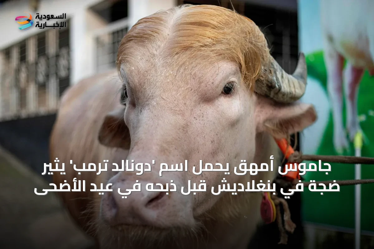 جاموس أمهق يحمل اسم 'دونالد ترمب' يثير ضجة في بنغلاديش قبل ذبحه في عيد الأضحى