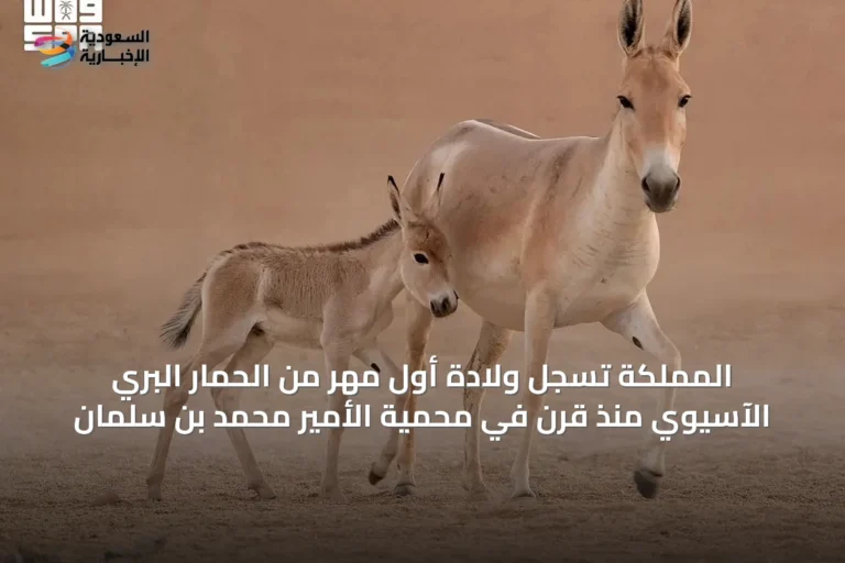 المملكة تسجّل ولادة أول مهر من الحمار البري الآسيوي منذ قرن في محمية الأمير محمد بن سلمان