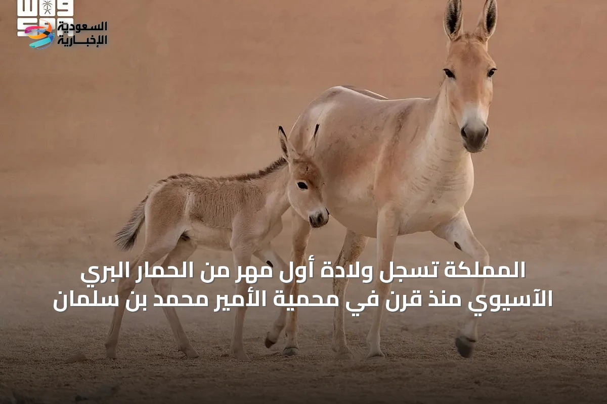 المملكة تسجّل ولادة أول مهر من الحمار البري الآسيوي منذ قرن في محمية الأمير محمد بن سلمان