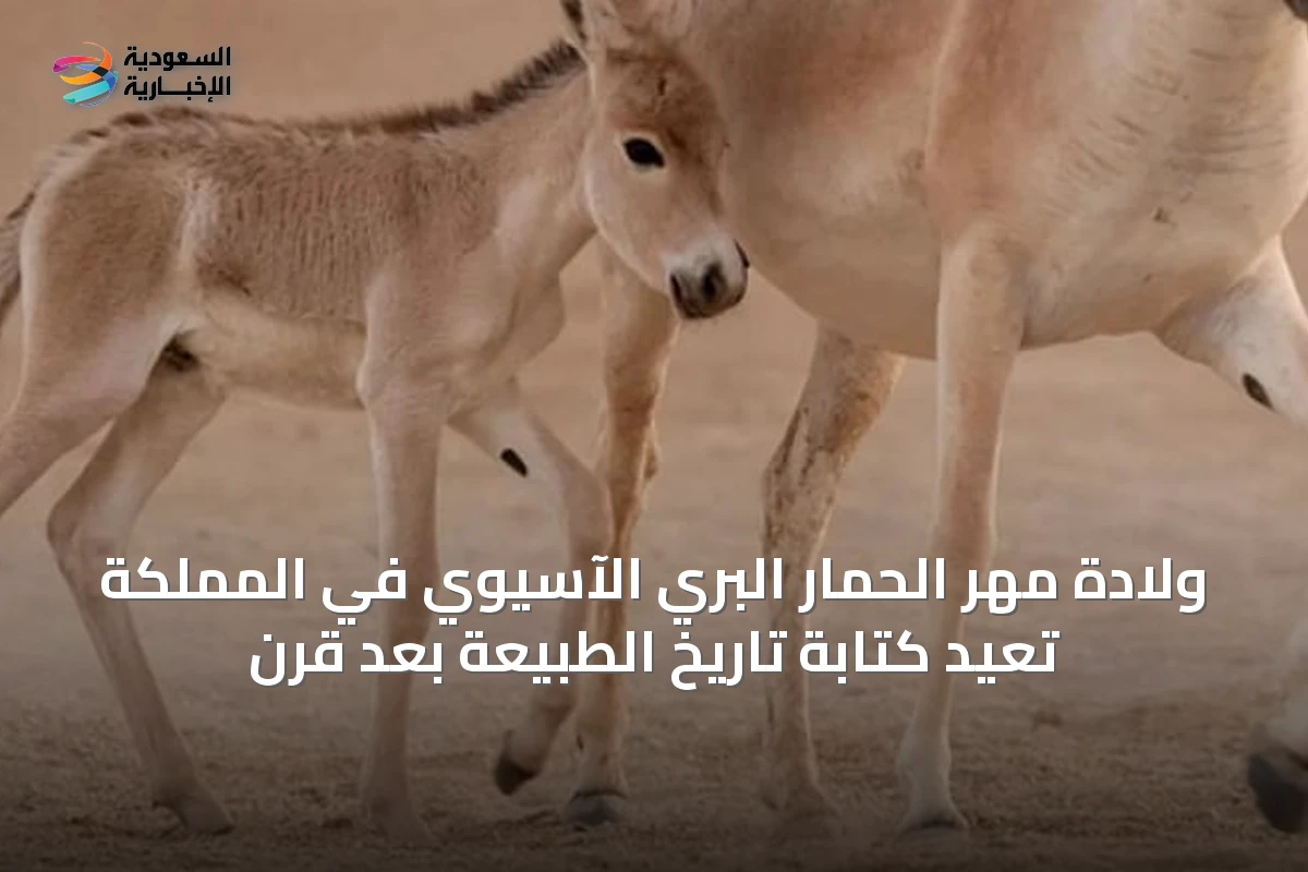 ولادة مهر الحمار البري الآسيوي في المملكة تُعيد كتابة تاريخ الطبيعة بعد قرن