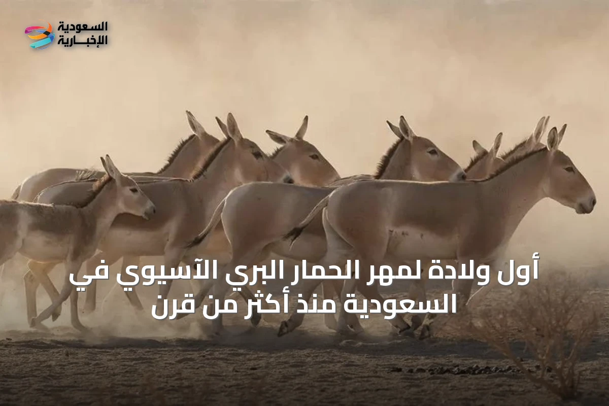 أول ولادة لمهر الحمار البري الآسيوي في السعودية منذ أكثر من قرن