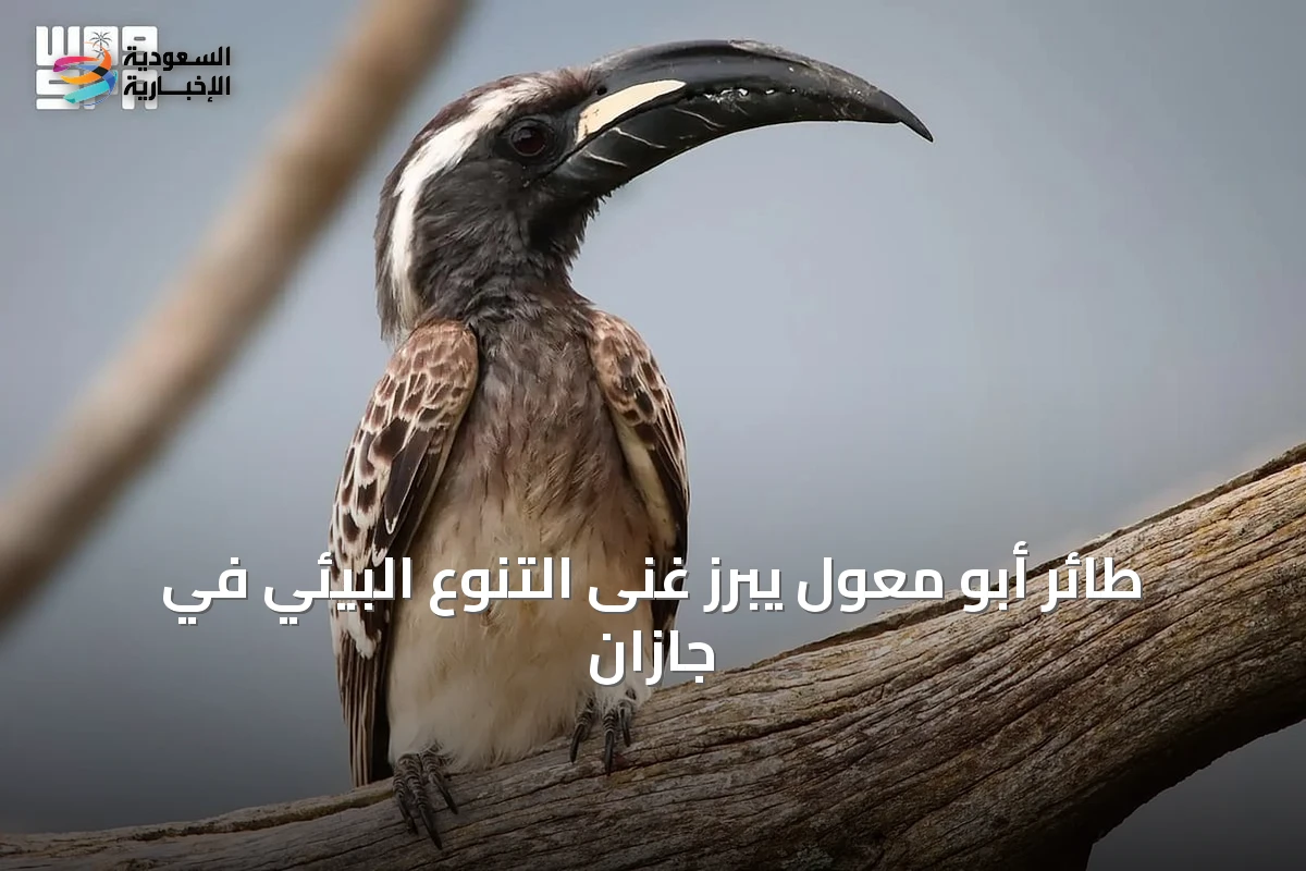 طائر أبو معول يبرز غنى التنوع البيئي في جازان