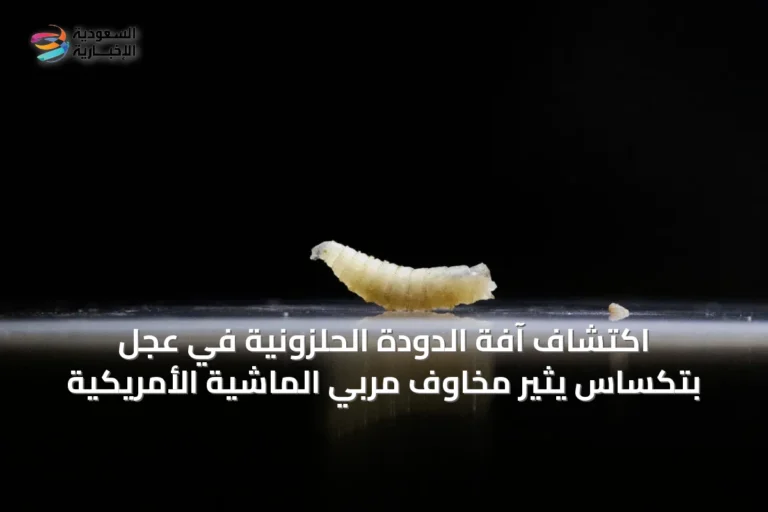 اكتشاف آفة الدودة الحلزونية في عجلٍ بتكساس يثير مخاوف مربي الماشية الأمريكية