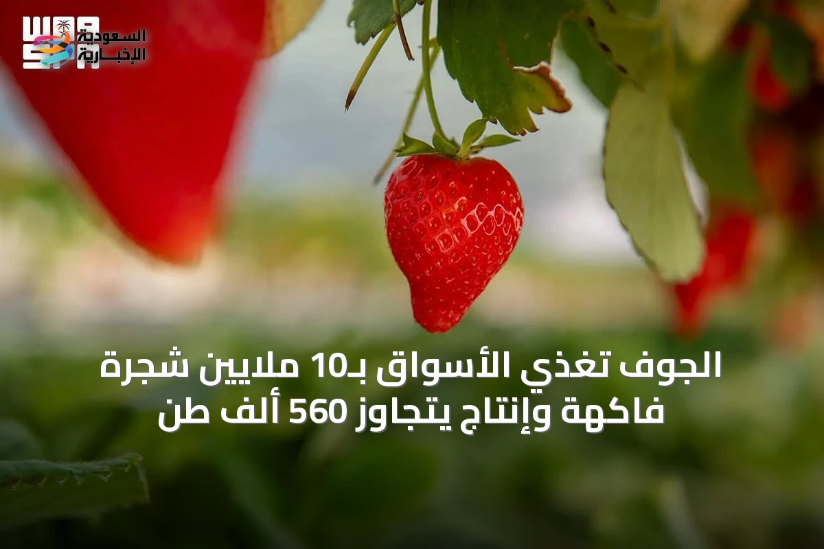 الجوف تُغذّي الأسواق بـ10 ملايين شجرة فاكهة وإنتاج يتجاوز 560 ألف طن