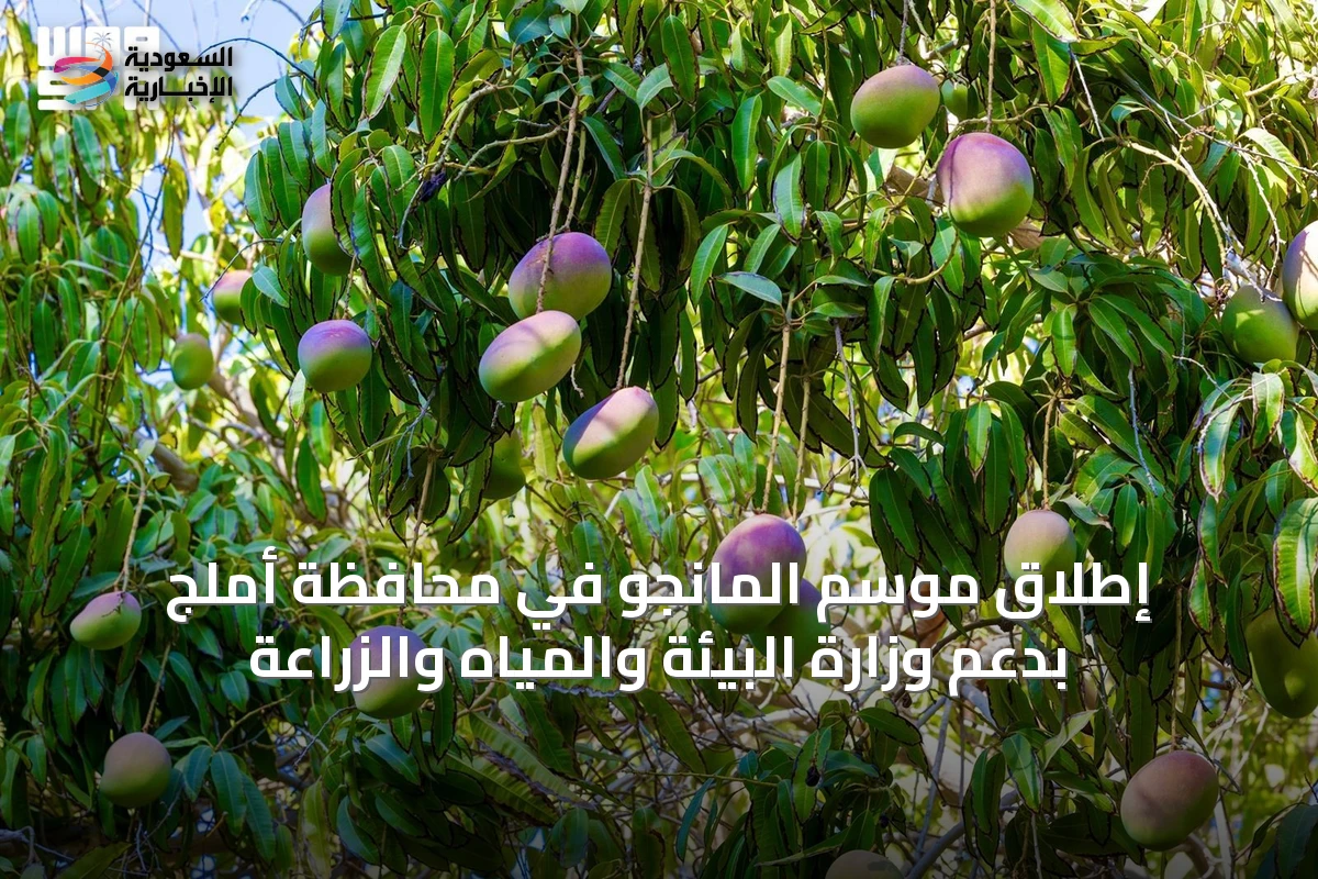 إطلاق موسم المانجو في محافظة أملج بدعم وزارة البيئة والمياه والزراعة