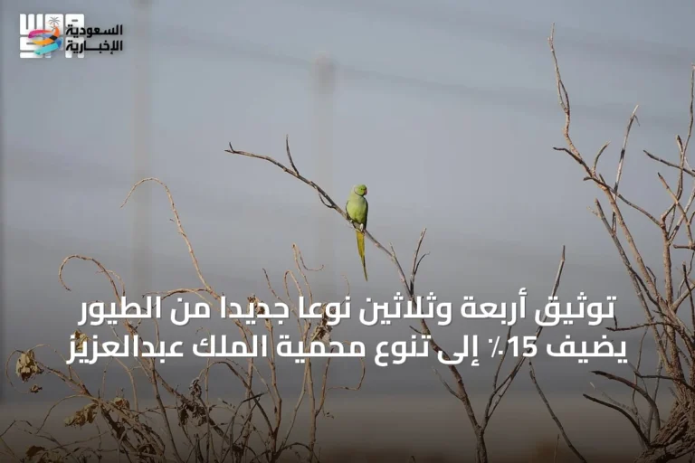 توثيق أربعة وثلاثين نوعًا جديدًا من الطيور يضيف 15٪ إلى تنوع محمية الملك عبدالعزيز