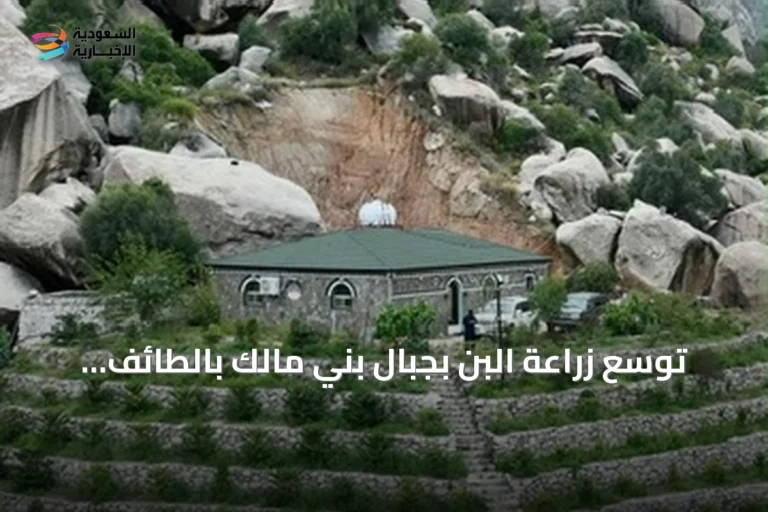 توسع زراعة البن بجبال بني مالك بالطائف يدعم التنمية الريفية